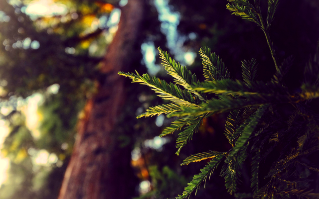 Tree leaves sunlight bokeh nature free wallpaper - medium preview image