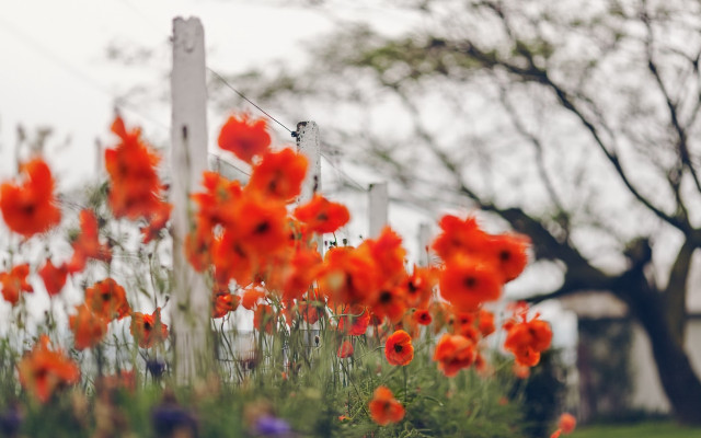Red flower fence autumn impressionist free wallpaper - medium preview image