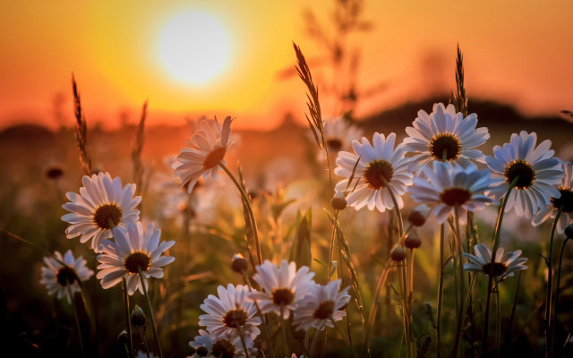 Daisy field sunset fireworks moon free wallpaper - medium preview image