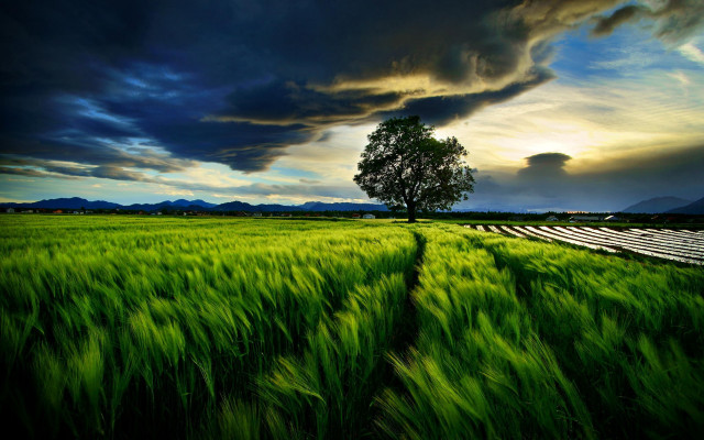 Green field lone tree cloudy #5 free wallpaper - medium preview image