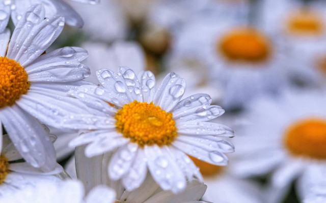 White flower water droplets macro #5 free wallpaper - medium preview image