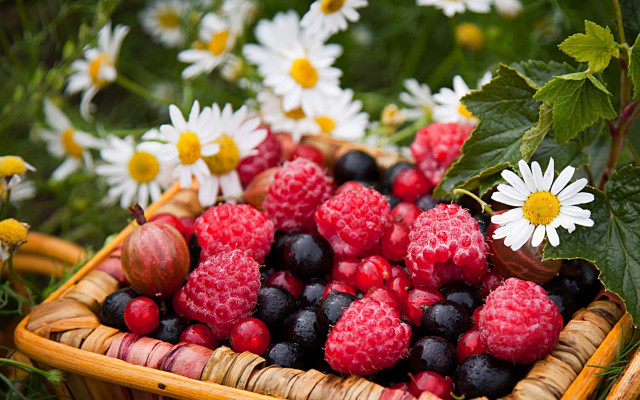 Basket raspberries blackberries daisies ecological free wallpaper - medium preview image