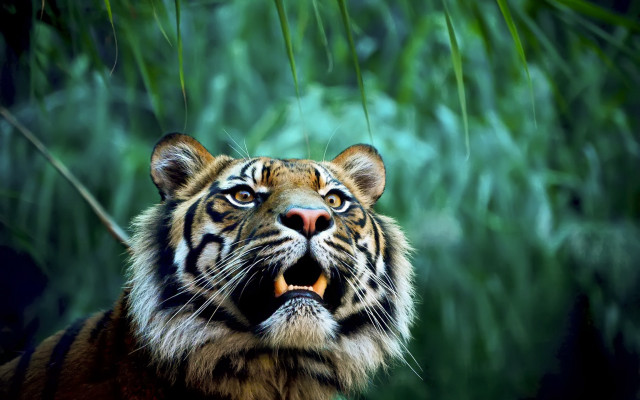 Tiger wild open mouth bamboo free wallpaper - medium preview image