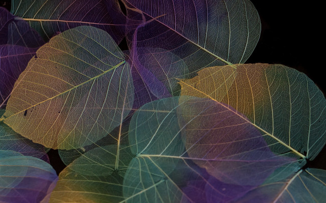 Leaves holography colorful ferriswheel umbrella free wallpaper - medium preview image