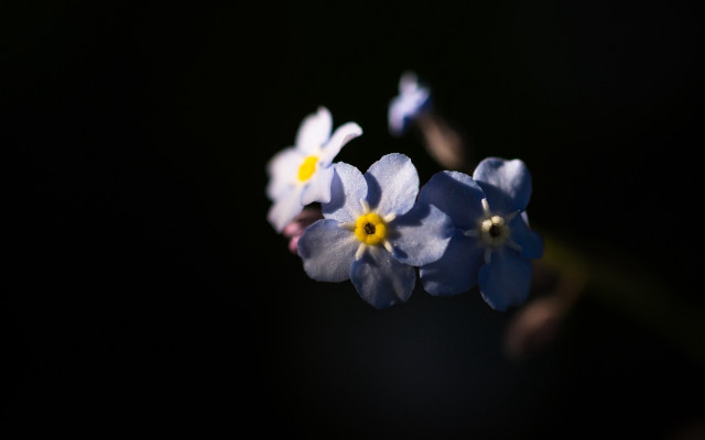 Blue flowers yellow centers macro #2 free wallpaper - medium preview image