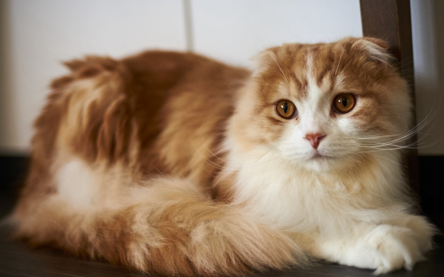 Fluffy cat laying chair sad free wallpaper - medium preview image