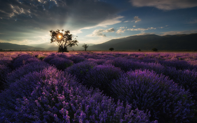 Lavender field cloudy sky sunset #2 free wallpaper - medium preview image