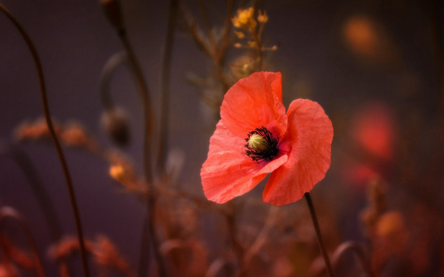Red flower autumn leaves blurry free wallpaper - medium preview image