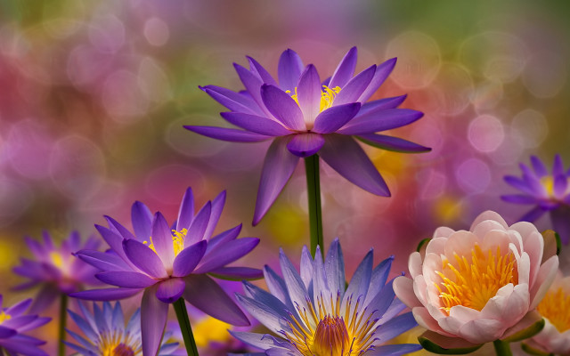 Purple daisy hydrangea lily sunflower free wallpaper - medium preview image