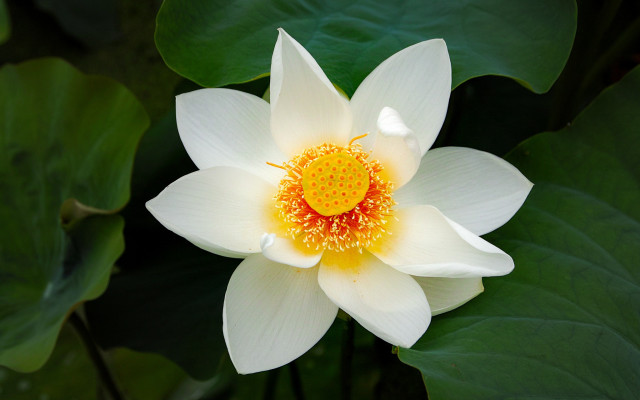 White flower yellow center green #9 free wallpaper - medium preview image