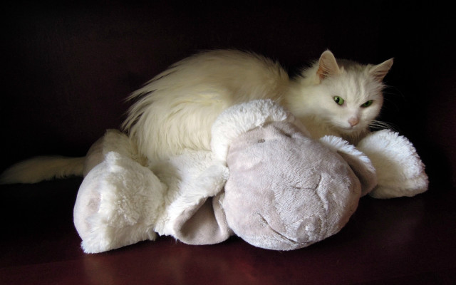 White cat stuffed animal black free wallpaper - medium preview image