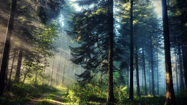 Forest path sunlight fog trees free wallpaper - medium preview image