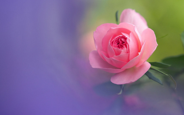 Pink rose blurry flower macro free wallpaper - medium preview image