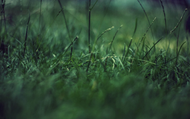 Grass bamboo forest tiltshift nature free wallpaper - medium preview image