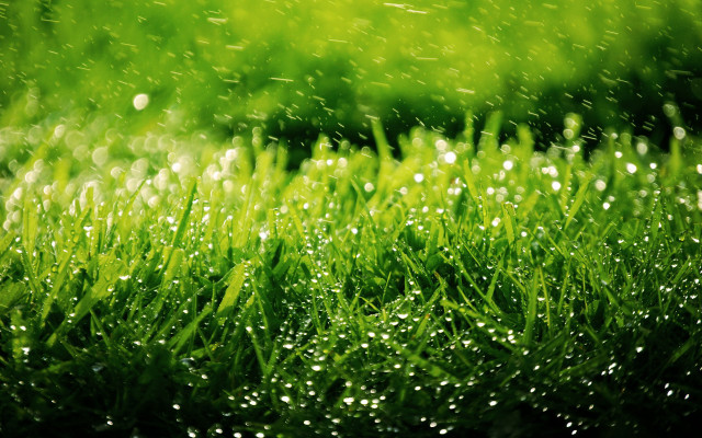Grass water droplets macro nature #6 free wallpaper - medium preview image