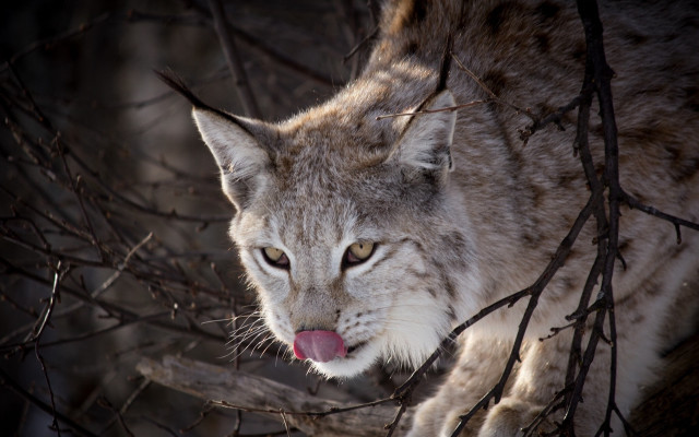 Lynx tongue woods mirror animal free wallpaper - medium preview image