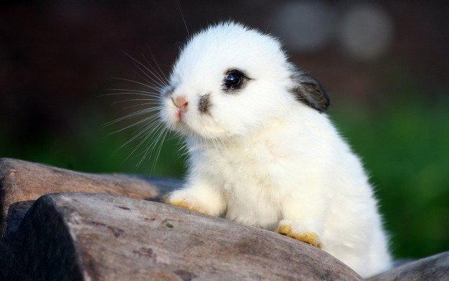 White rabbit rock green field free wallpaper - medium preview image