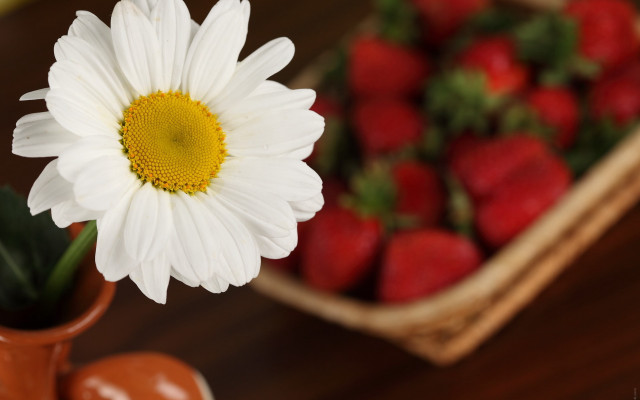 White flower brown vase strawberries free wallpaper - medium preview image