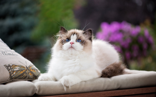 Cat pillow butterfly glamour impressionism free wallpaper - medium preview image