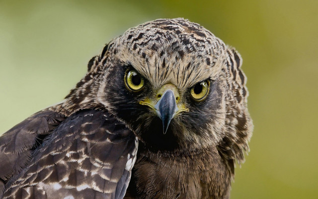 Bird of prey green gradient free wallpaper - medium preview image