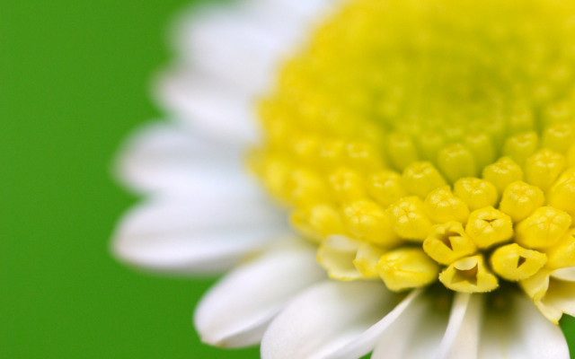 White flower yellow centers macro free wallpaper - medium preview image