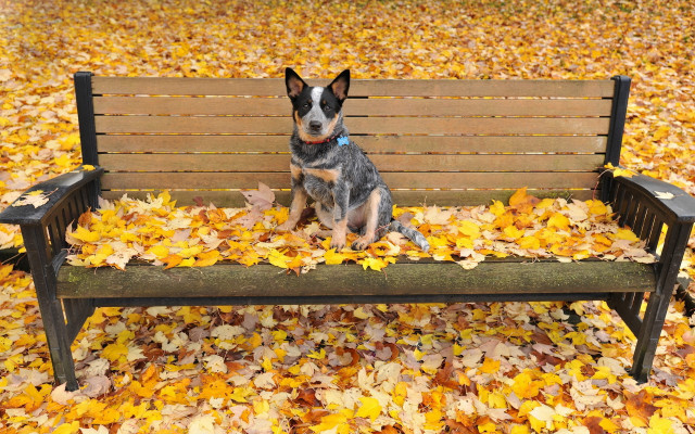 Dog bench park leaves autumn free wallpaper - medium preview image