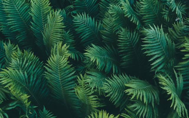 Green leaves closeup nature blurry free wallpaper - medium preview image