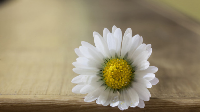 White flower yellow center wooden free wallpaper - medium preview image