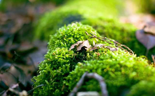 Mossy surface leaves twigs bokeh free wallpaper - medium preview image
