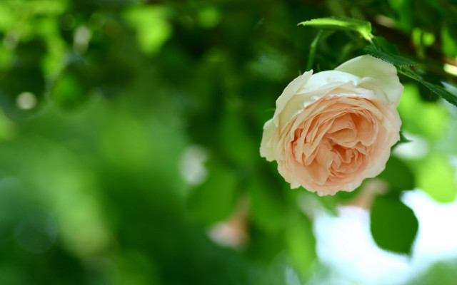 Pink rose tree leaves bokeh free wallpaper - medium preview image