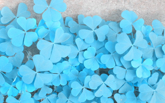 Blue leaves sidewalk butterfly flower free wallpaper - medium preview image