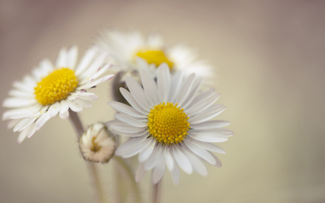 White flowers closeup macro bouquet free wallpaper - medium preview image