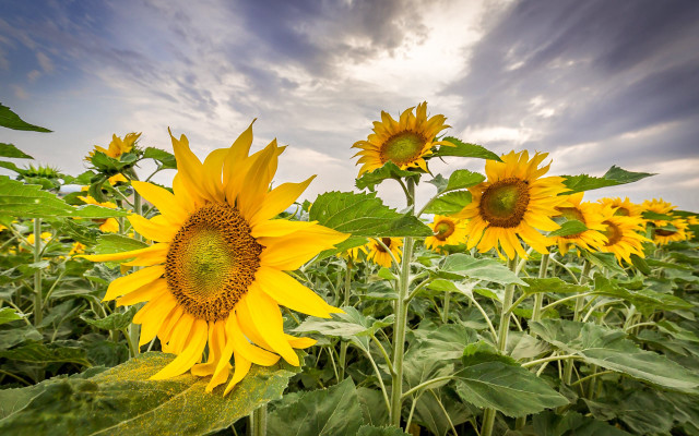 Sunflower field cloudy sky mountains free wallpaper - medium preview image