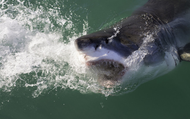 Shark open mouth teeth night free wallpaper - medium preview image