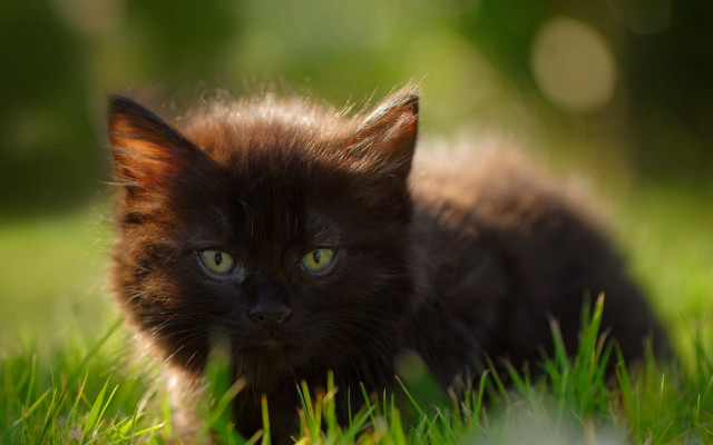 Black cat green eyes gothic #11 free wallpaper - medium preview image