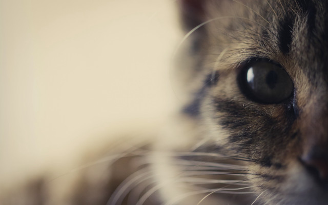 Cat eye macro portrait beautiful free wallpaper - medium preview image