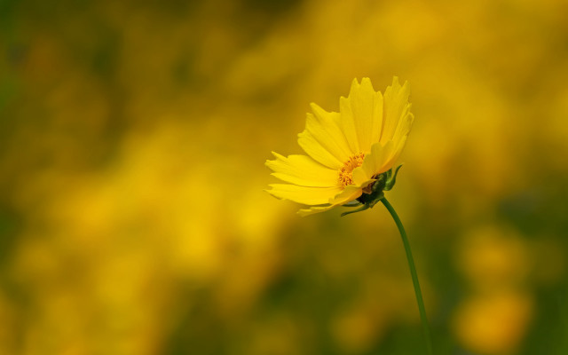 Yellow flower bokeh macro field free wallpaper - medium preview image