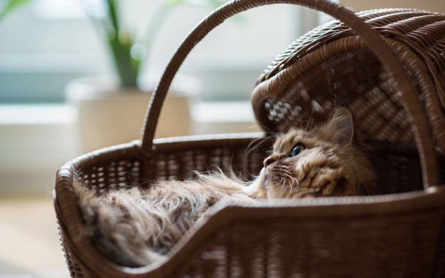 Cat basket plant stilllife photorealistic free wallpaper - medium preview image