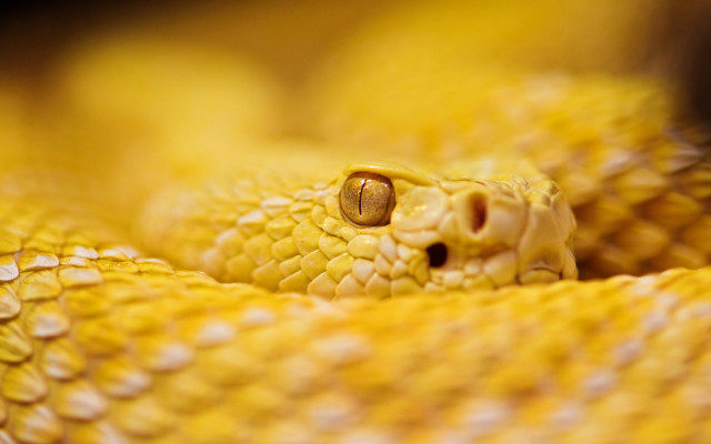 Yellow snake cobra macro blurry free wallpaper - medium preview image
