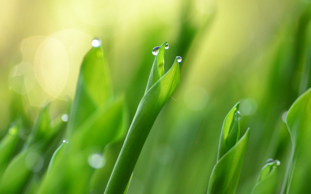 Green plant water drops bokeh free wallpaper - medium preview image