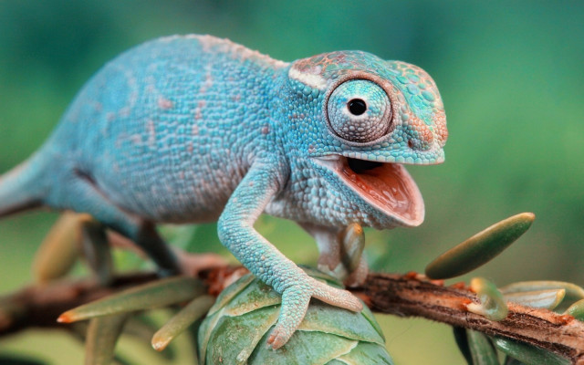 Blue chameleon branch open mouth free wallpaper - medium preview image