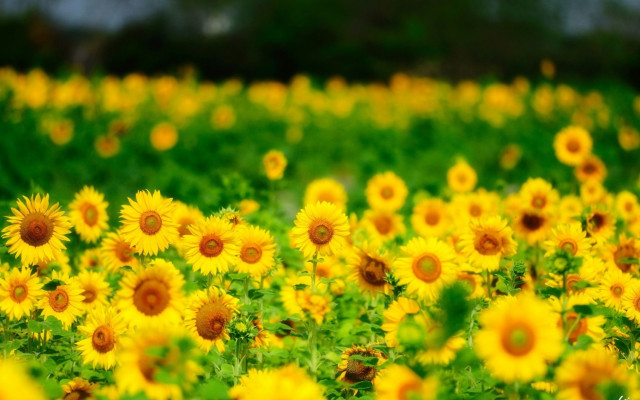 Sunflower field blurry background blue free wallpaper - medium preview image