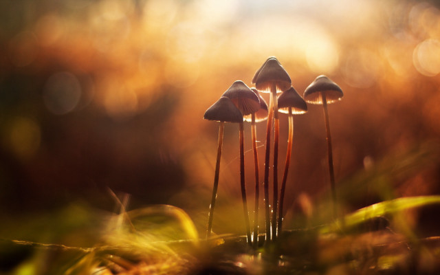 Mushrooms greenfield forest magicrealism macro free wallpaper - medium preview image