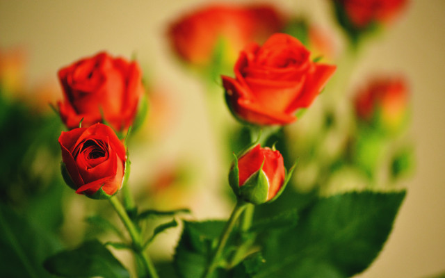 Red roses vase leaves bokeh free wallpaper - medium preview image
