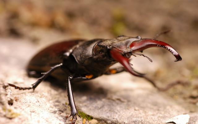 Bug red tongue rock grass free wallpaper - medium preview image