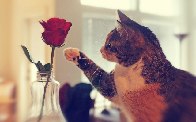 Cat vase rose movement blurry #2 free wallpaper - medium preview image