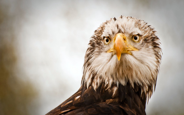 Bald eagle yellow beak brown free wallpaper - medium preview image