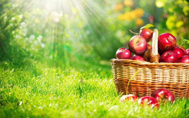 Basket apples green field sunshine free wallpaper - medium preview image