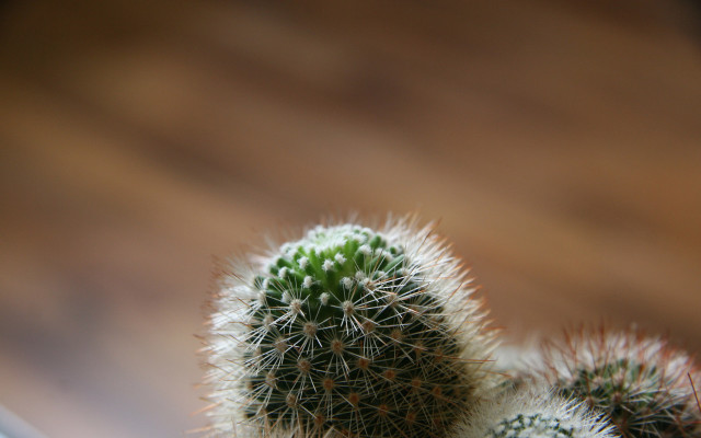 Cactus flower fireworks night macro free wallpaper - medium preview image