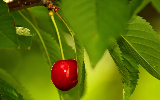 Red berry green leaves bug free wallpaper - medium preview image